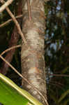 Eastern hemlock